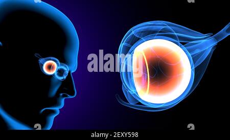 3D Darstellung der männlichen menschlichen Körper Augenanatomie. Stockfoto