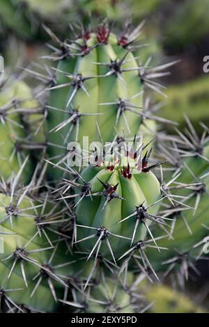 Der Kaktus Cactaceae oder Stetsonia Coryne aus Argentinien am Kaktusgarten im Dorf Guatiza auf der Insel Von Lanzarote auf der Kanarischen Insel Stockfoto