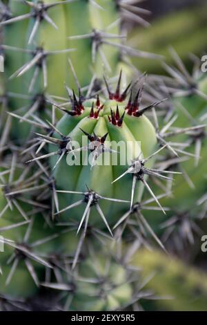 Der Kaktus Cactaceae oder Stetsonia Coryne aus Argentinien am Kaktusgarten im Dorf Guatiza auf der Insel Von Lanzarote auf der Kanarischen Insel Stockfoto