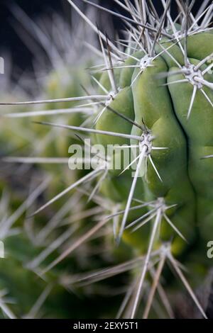 Der Kaktus Cactaceae oder Stetsonia Coryne aus Argentinien am Kaktusgarten im Dorf Guatiza auf der Insel Von Lanzarote auf der Kanarischen Insel Stockfoto