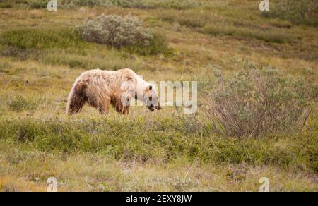 Großer Wilder Grizzly Bär Auf Der Nahrungssuche Denali National Park Alaska Wildlife Stockfoto