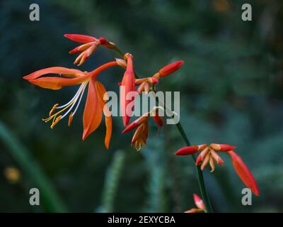 Crocosmia Stockfoto