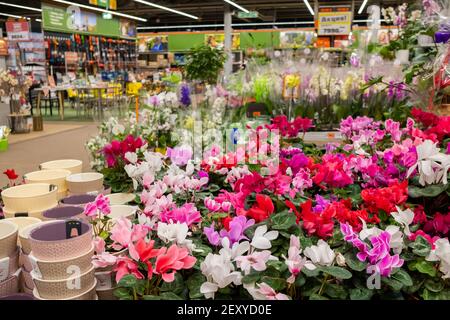 Moskau. Russland. März 4, 2021. Reihen von lebendigen Blumen und Pflanzen zum Verkauf in einem Garten Mall. Eine große Auswahl an floristischen Produkten für Landhäuser. Stockfoto