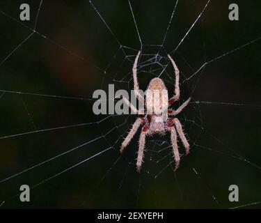 Im Internet Stockfoto