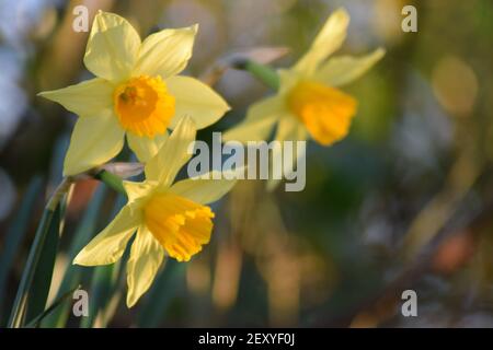 Trio von Narzissen Stockfoto