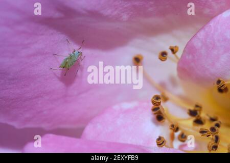 Ein Bug auf EINER Rose Stockfoto