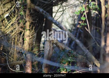 Eichhörnchen in Wäldern thront Stockfoto