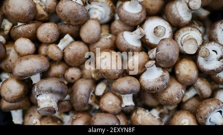 Pilze im Vollformat . Frische Kastanienpilze auf dem Markt. Speichern Hintergrund. Stockfoto