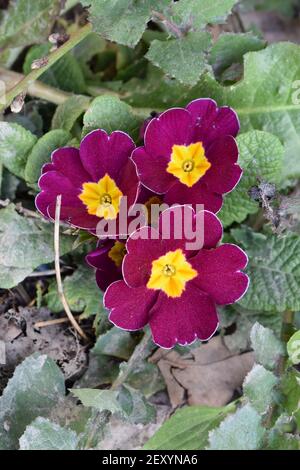 Dunkelburgunderrote und gelbe primula- oder Primrose-Blüten und die Blätter vor getrocknetem Blatthintergrund aus nächster Nähe. Stockfoto