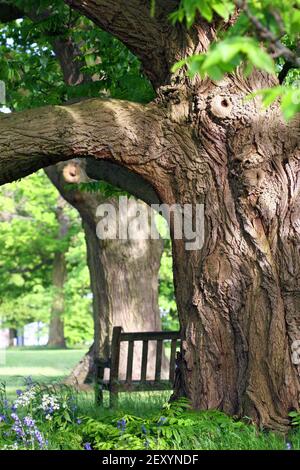 Eine hölzerne Bank befindet sich unter dem Schutz einer berühmten alten englischen Eiche (Quercus robur) in strahlendem Sonnenlicht und perfekter Harmonie. Englischer Garten im Mai. Stockfoto