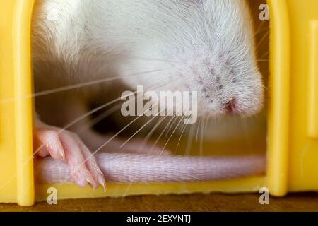 Nahaufnahme von lustigen weißen Hausratte mit langen Whiskern sitzen in gelben Kunststoff Haustier Haus. Stockfoto