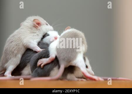 Viele kleine lustige Babyratten wärmen sich zusammen auf einer auf der anderen. Stockfoto