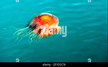 Orange Braun Quallen Reserrection Bay Alaska Meer Tierwelt Stockfoto