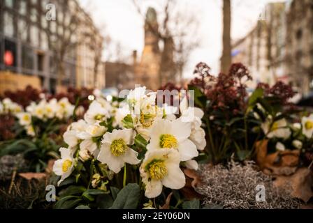 Berlin, Deutschland. März 2021, 03rd. Blumen wurden auf dem grünen Streifen am Kurfürstendamm gepflanzt. Quelle: Christophe Gateau/dpa/Alamy Live News Stockfoto