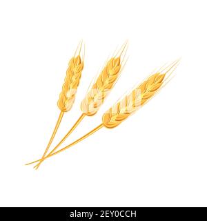 Ähren von Weizen oder Reis. Landwirtschaftliche Weizenspikelets Symbole isoliert auf weißem Hintergrund. Bio-Bauernhof, Saatgut Brot Verpackung oder Bier Etikett. Weizen Stock Vektor
