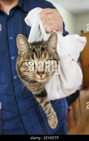 Eine grau gestromte Katze, die in einem b ag Wesen lhaning Gehalten von einem kaukasischen Männchen Stockfoto