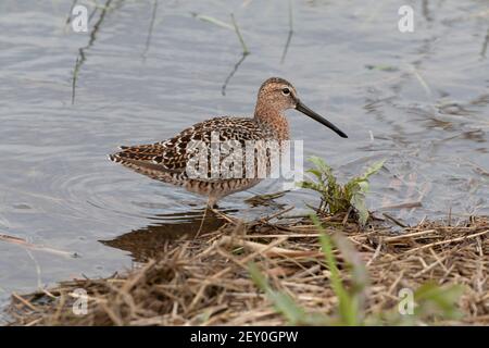 Short-billed Dowitcher 5th. Mai 2019 Worthing Sloughs, Lincoln County, South Dakota Stockfoto