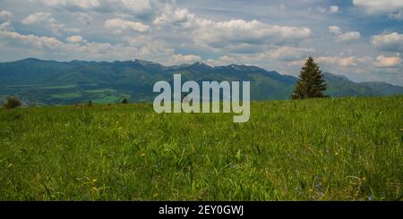 Krivanska Mala Fatra Gebirge mit dem höchsten Velky Krivan Hügel Magura Hügel von Wiese mit isolierten Bäumen in Velka bedeckt Fatra Berge in Slova Stockfoto