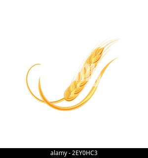 Ähren von Weizen oder Reis. Landwirtschaftliche Weizenspikelets Symbole isoliert auf weißem Hintergrund. Bio-Bauernhof, Saatgut Brot Verpackung oder Bier Etikett. Weizen Stock Vektor