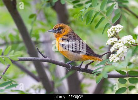 Baltimore Oriole 22nd. Mai 2019 Brandon, South Dakota Stockfoto