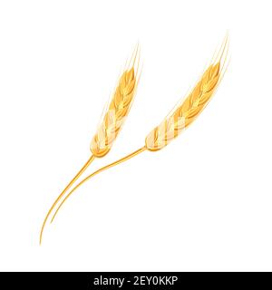Ähren von Weizen oder Reis. Landwirtschaftliche Weizenspikelets Symbole isoliert auf weißem Hintergrund. Bio-Bauernhof, Saatgut Brot Verpackung oder Bier Etikett. Weizen Stock Vektor