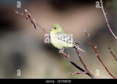 Lesser Goldfinch 27th. Dezember 2018 Madera Canyon, Arizona Stockfoto