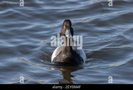 Lesser Scaup 4th. April 2020 Weisensee Slough, South Dakota Stockfoto