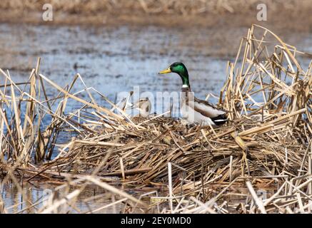 Mallard 29. März 2020 Northern Minnehaha County, South Dakota Stockfoto