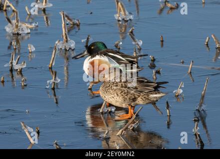 Northern Shoveler 4th. April 2020 Weisensee Slough, Minnehaha County, South Dakota Stockfoto