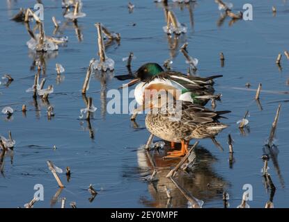 Northern Shoveler 4th. April 2020 Weisensee Slough, Minnehaha County, South Dakota Stockfoto