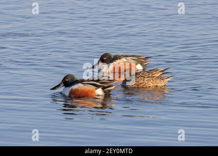 Northern Shoveler 4th. April 2020 Weisensee Slough, Minnehaha County, South Dakota Stockfoto