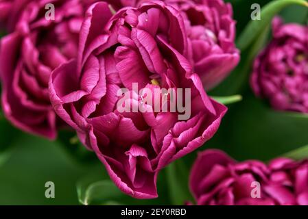 Lila doppelte Pfingstrose Tulpe Nahaufnahme. Stockfoto