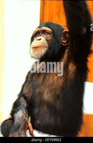 Schimpanse CHARLY ist der Hauptdarsteller in der ZDF-Serie: Unser Charly, 1995. Schimpanse CHARLY ist die Hauptfigur der ZDF-Serie: Unser Charly, 1995. Stockfoto