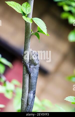 Braune Eidechse, Baum Eidechse, Details der Eidechse Haut Stick auf dem Baum mit Bokeh Hintergrund Stockfoto