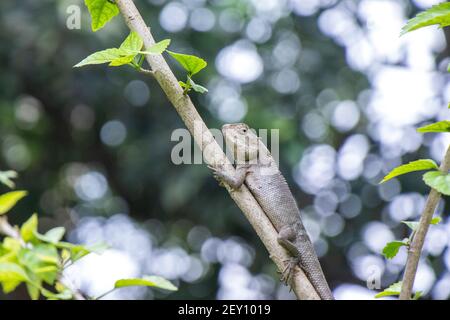 Braune Eidechse, Baum Eidechse, Details der Eidechse Haut Stick auf dem Baum mit Bokeh Hintergrund Stockfoto