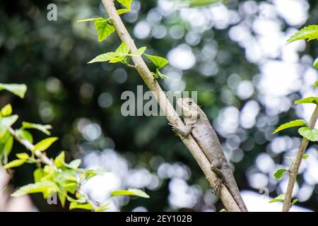 Braune Eidechse, Baum Eidechse, Details der Eidechse Haut Stick auf dem Baum mit Bokeh Hintergrund Stockfoto