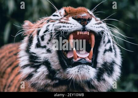 Tiger-Nahaufnahme Stockfoto