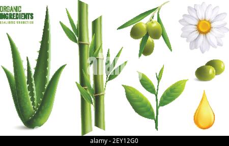Farbige realistische Bio-Kosmetik Zutaten Icon Set mit Aloe oliv Vektorgrafik Ölbambus Kamille Stock Vektor