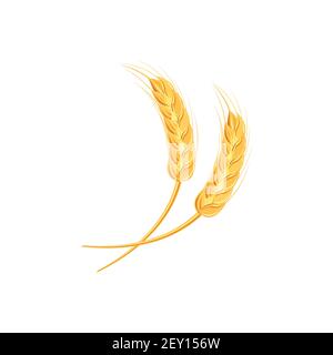 Ähren von Weizen oder Reis. Landwirtschaftliche Weizenspikelets Symbole isoliert auf weißem Hintergrund. Bio-Bauernhof, Saatgut Brot Verpackung oder Bier Etikett. Weizen Stock Vektor