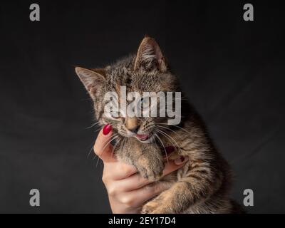 Porträt eines 2-3 Monate alten Kätzchens, das seinen Mund öffnet und aussieht. Kätzchen auf einem isolierten schwarzen Hintergrund Stockfoto