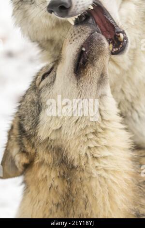 Tundra Wolves Stockfoto