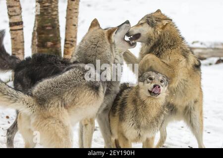 Tundra Wolves Stockfoto