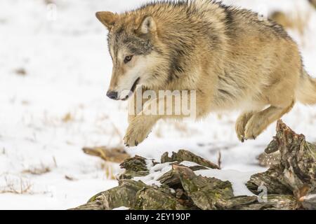 Tundra Wolves Stockfoto