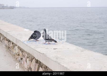Gruppe von Tauben und Tauben. Graue Federn und bunte Federn an ihren Hälsen landen bei bewölktem Wetter auf einer Wand nahe der Küste und der Küste. Stockfoto
