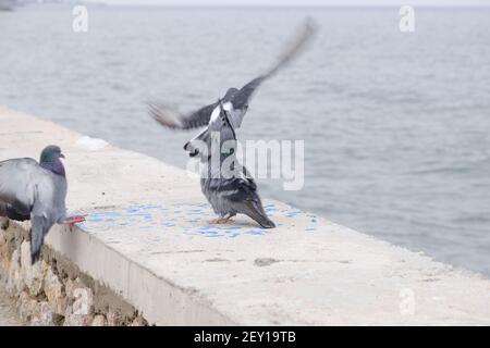 Gruppe von Tauben und Tauben. Graue Federn und bunte Federn an ihren Hälsen landen bei bewölktem Wetter auf einer Wand nahe der Küste und der Küste. Stockfoto