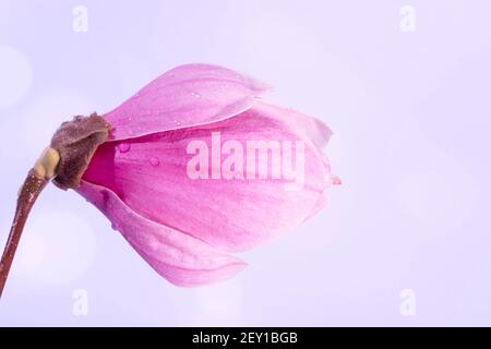 Nahaufnahme von Regentropfen auf einer großen Magnolienblume, selektiver Fokus. Hellviolettes Bokeh verschwommener Hintergrund. Hochwertige Fotos Stockfoto