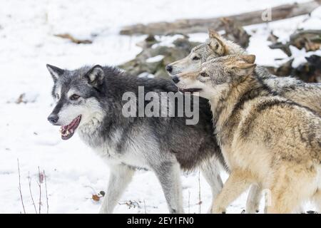 Tundra Wolves Stockfoto