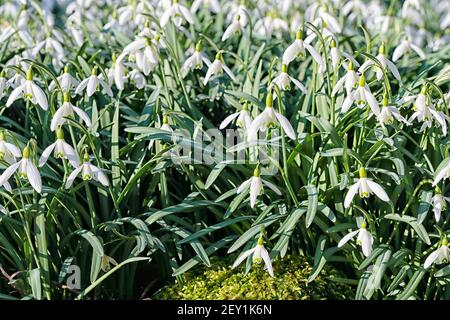 Schneeglöckchen (Galanthus nivalis) "im Grünen" wachsen in einem Hüttengarten. Stockfoto