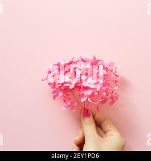 Hand hält trockene rosa Hortensien Blumen auf rosa Hintergrund. Flach legen, Draufsicht, kopieren Raum Stockfoto