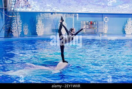 Russland, Wladiwostok, 01/04/2021. Performance von Beluga Wal und hübsche Dame Performer im Marine Mammal Park des Primorsky Aquarium. Show mit mari Stockfoto
